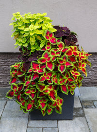 Mixed Color Coleus Flower seeds for Planting - Sun Loving, Heirloom & GMO Free Seeds for Home Garden