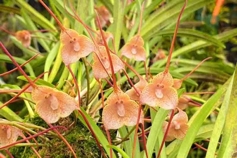 Brown Monkey Orchid Flower seeds for Planting - Cut Flower Favorite, Heirloom & GMO Free Seeds for Home Garden