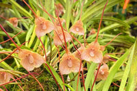 Brown Monkey Orchid Flower seeds for Planting - Cut Flower Favorite, Heirloom & GMO Free Seeds for Home Garden