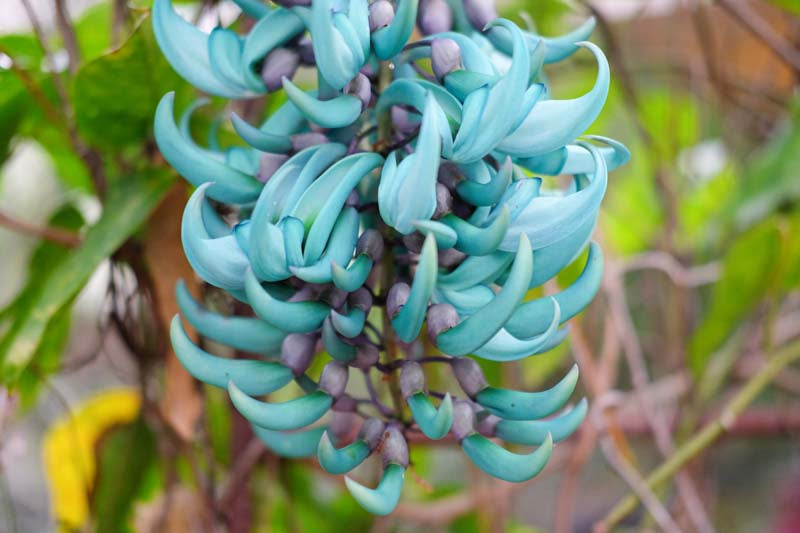 Endangered Jade Flower seeds for Planting Fragrant Blossoms Heirloom & GMO Free Seeds for Home Garden 
 
 Sale