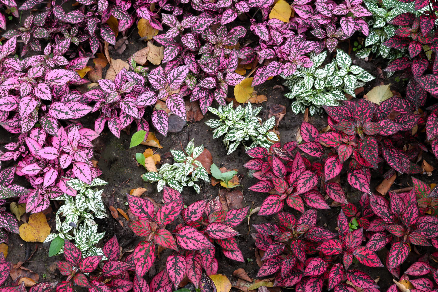 Mix Hypoestes Flower seeds for Planting - Vibrant Colors, Heirloom & GMO Free Seeds for Home Garden