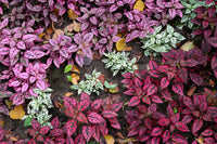 Mix Hypoestes Flower seeds for Planting - Vibrant Colors, Heirloom & GMO Free Seeds for Home Garden