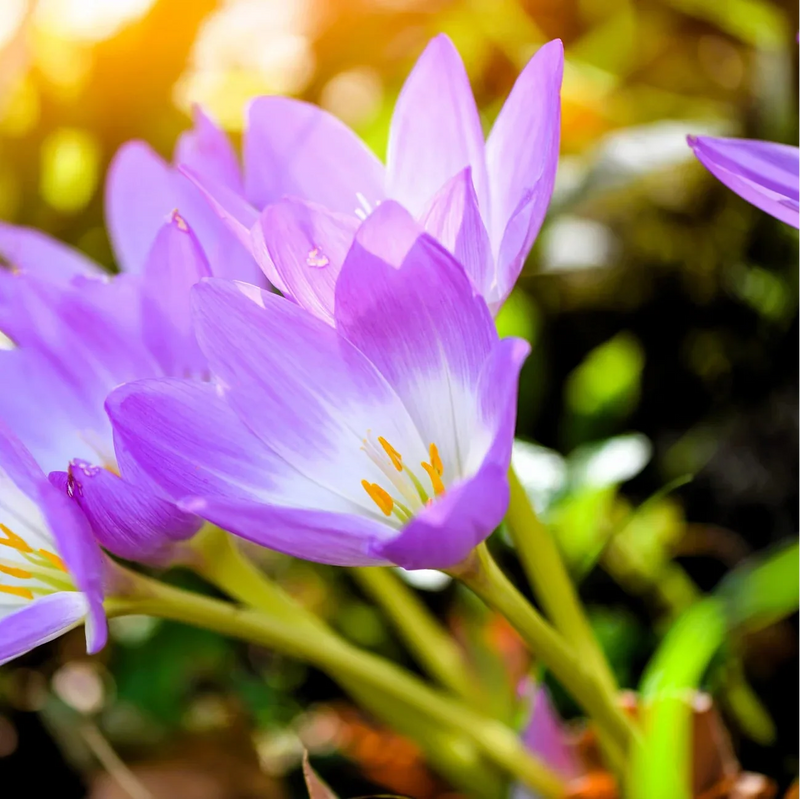 Autumn Crocus Flower seeds for Planting Bright Blooms Heirloom & GMO Free Seeds for Home Garden