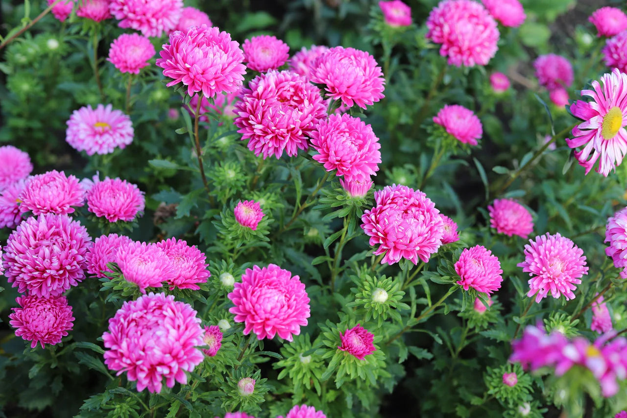 Duchess Paeony Aster Flower seeds for Planting, Hardy Variety Heirloom & GMO Free Seeds for Home Garden