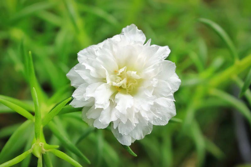 White Green Succulent Flower Seeds – Bright Blooms Heirloom & NonGMO Seeds for Home Garden
 
 Sale