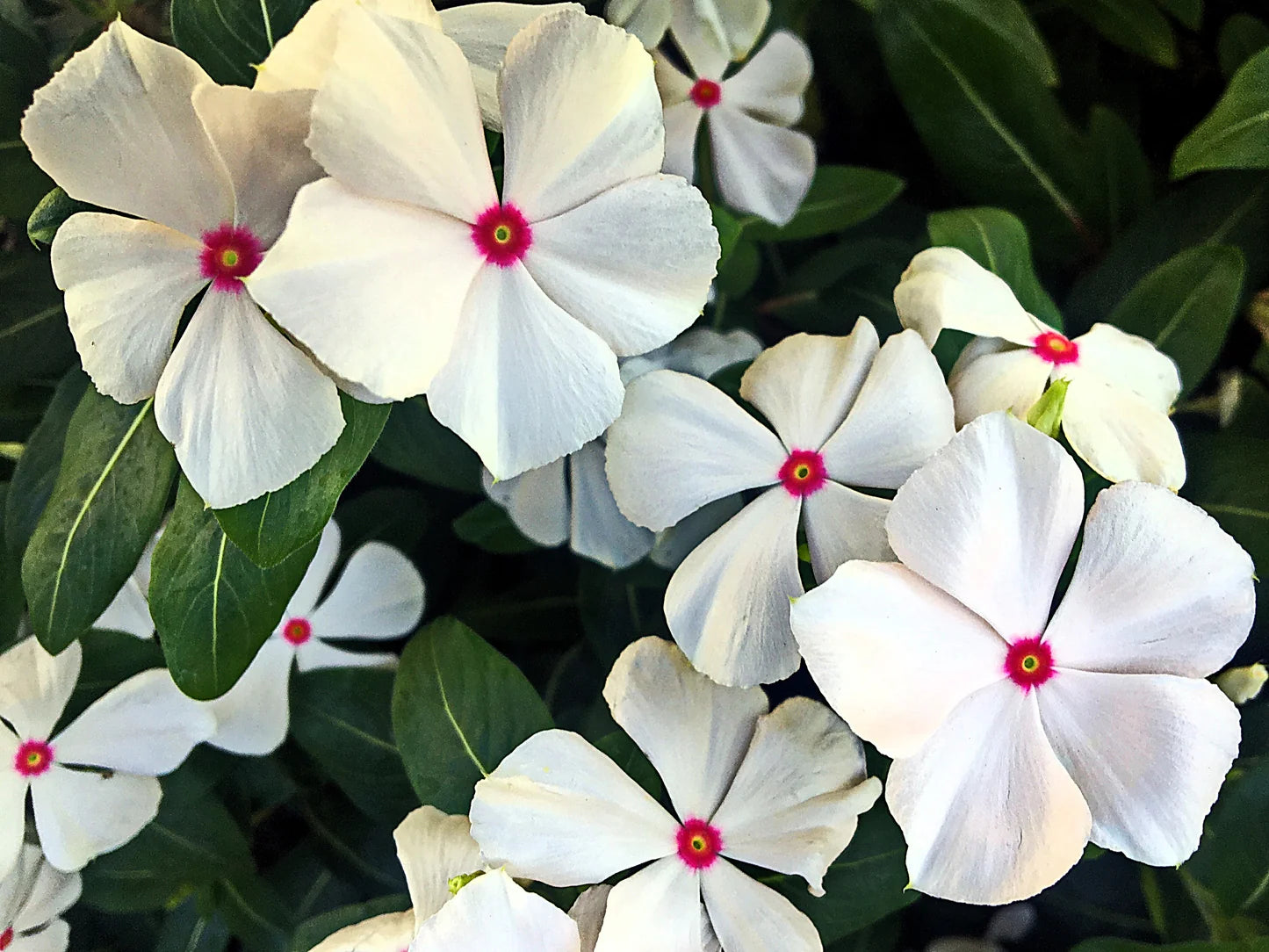 Vinca Sunstorm Rose with Eye Seeds for Bright Pink Flowers