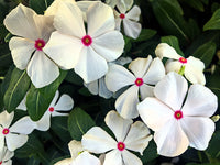 Vinca Sunstorm Rose with Eye Seeds for Bright Pink Flowers