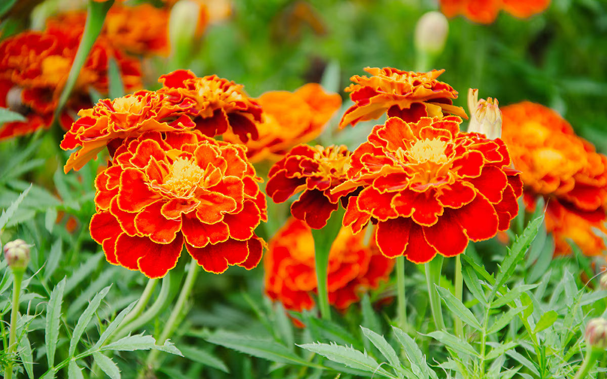 Marigold French Flower seeds for Planting Bright Blooms Heirloom & GMO Free Seeds for Home Garden