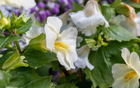 White Mimulus Flower Seeds for Planting  Seed for Lush Gardens and Delightful Blooms