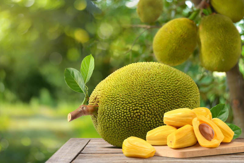 Massive Jackfruit Seeds for Easy Planting and Abundant Fruits