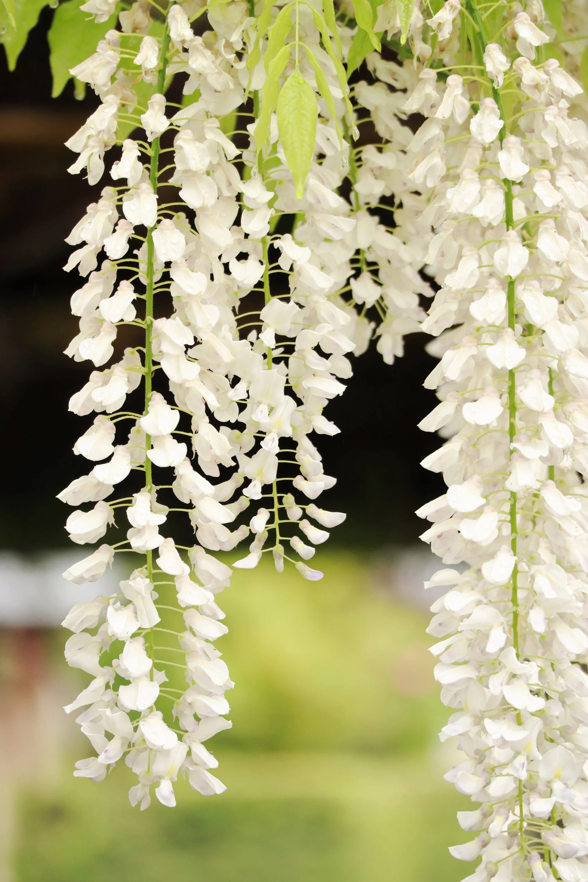 White Wisteria Flower seeds for Planting Rich Fragrance Heirloom & GMO Free Seeds For Home Garden 
 
 Sale