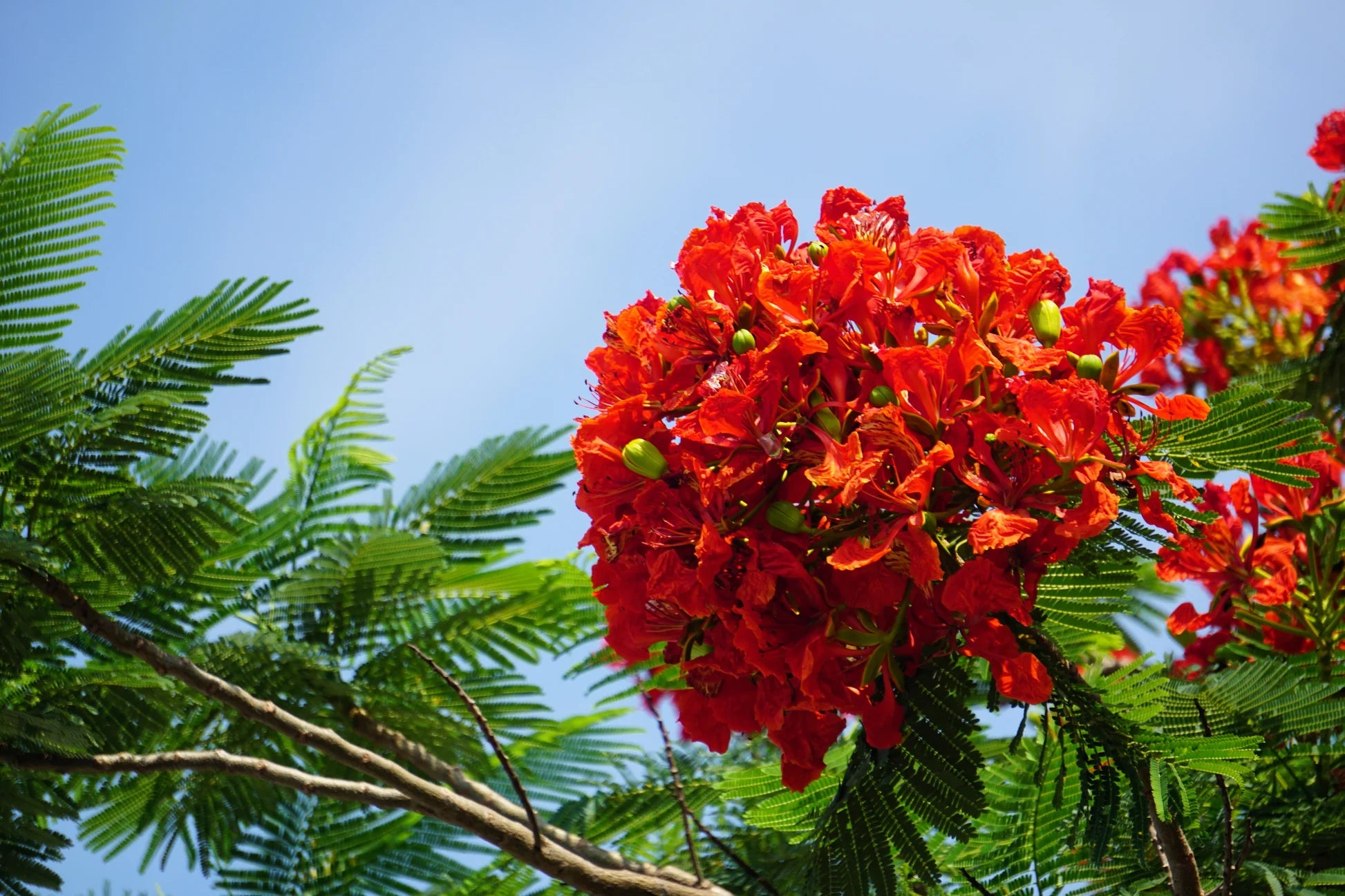 Red Jacaranda Flower seeds for Planting Bright Blooms Heirloom & GMO Free Seeds for Home Garden