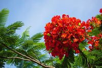 Red Jacaranda Flower seeds for Planting Bright Blooms Heirloom & GMO Free Seeds for Home Garden