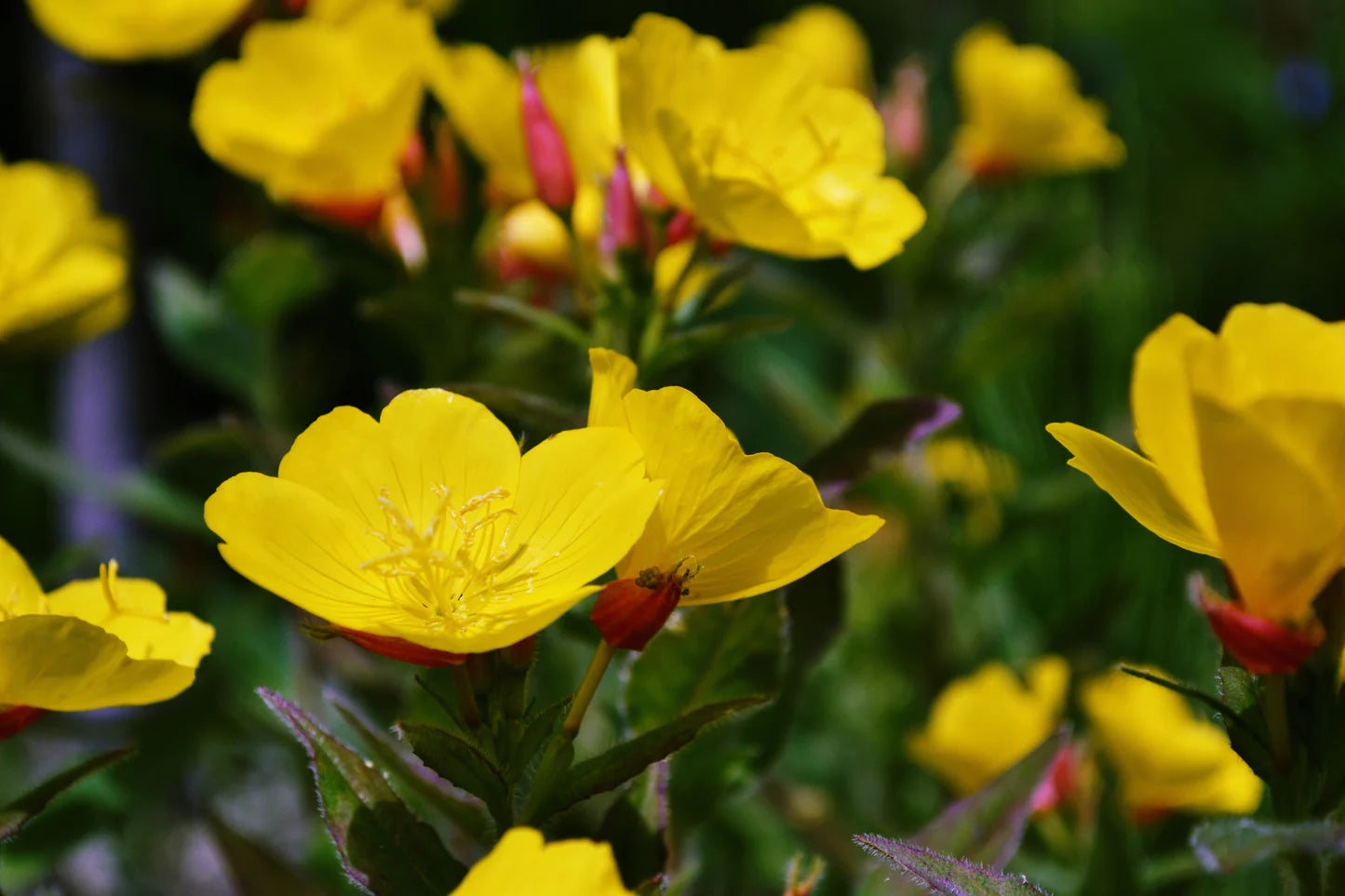 Oenothera Lamarckiana Flower seeds for Planting Vibrant Colors Heirloom & GMO Free Seeds for Home Garden