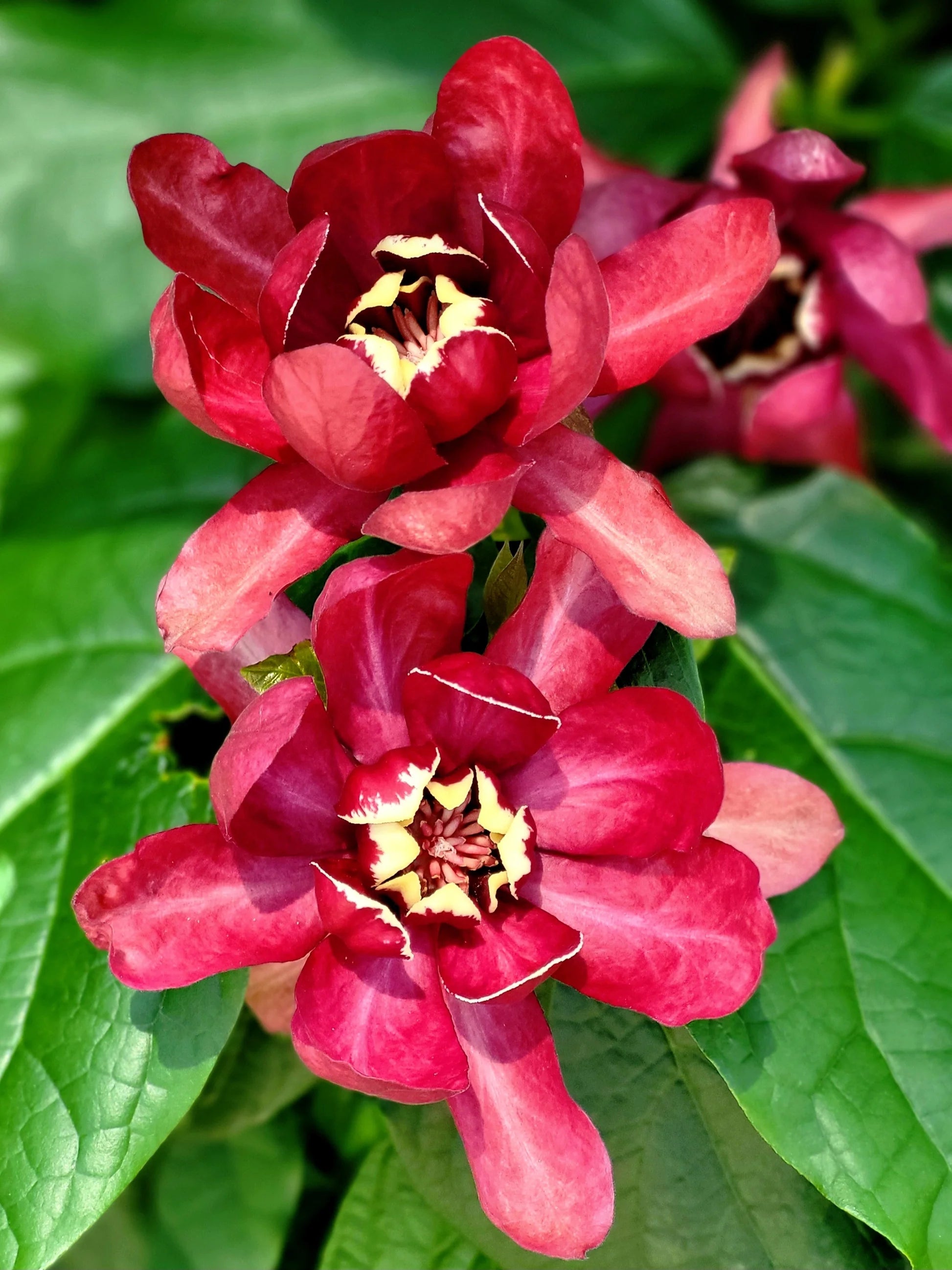 Red Carolina Allspice Flower seeds for Planting - Drought Tolerant, Heirloom & GMO Free Seeds for Home Garden