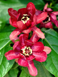 Red Carolina Allspice Flower seeds for Planting - Drought Tolerant, Heirloom & GMO Free Seeds for Home Garden