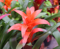 Red Bromeliad Flower seeds for Planting - Easy to Grow, Heirloom & GMO Free Seeds for Home Garden