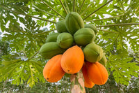 Papaya Seeds for Planting - Grow Delicious Tropical Fruits at Home