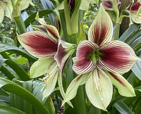 Light Yellow Hippeastrum Flower seeds for Planting - Hardy Variety, Heirloom & GMO Free Seeds for Home Garden