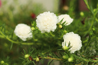 White Green Succulent Flower Seeds – Bright Blooms Heirloom & NonGMO Seeds for Home Garden
 
 Sale