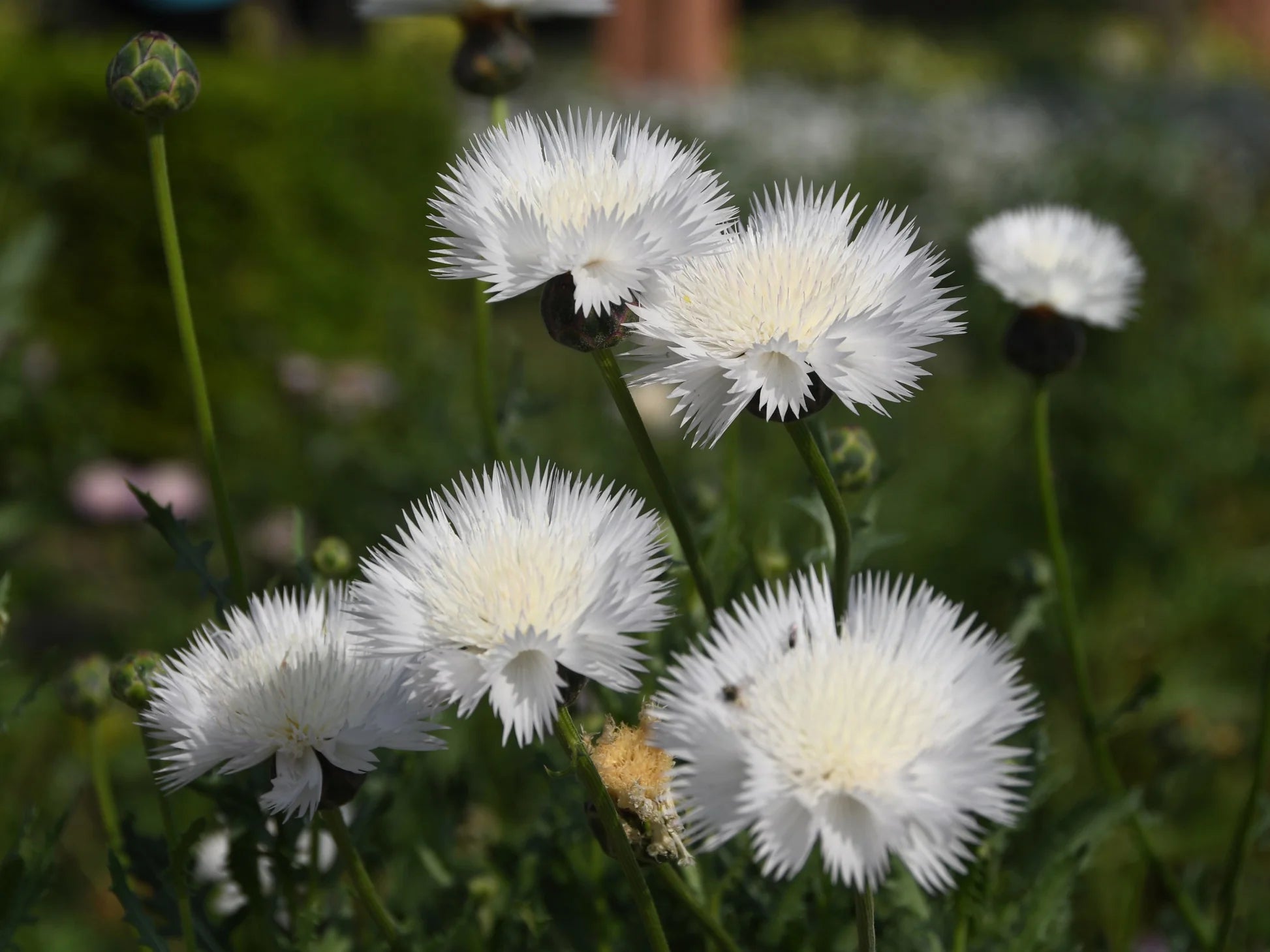 Centaurea Moschata Flower seeds for Planting Drought Tolerant Heirloom & GMO Free Seeds for Home Garden