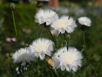 Centaurea Moschata Flower seeds for Planting Drought Tolerant Heirloom & GMO Free Seeds for Home Garden