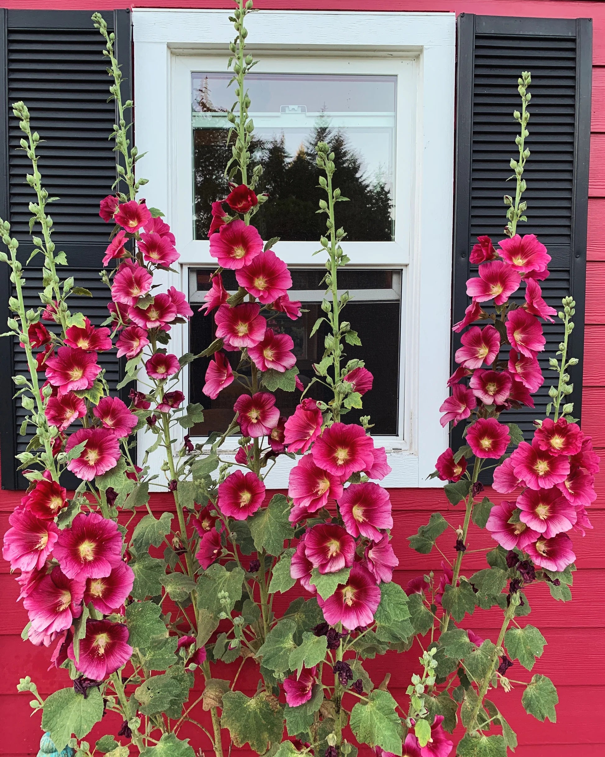 Red Hollyhock Flower seeds for Planting - Low Maintenance, Heirloom & GMO Free Seeds for Home Garden