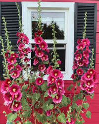 Red Hollyhock Flower seeds for Planting - Low Maintenance, Heirloom & GMO Free Seeds for Home Garden