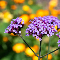 Purple Verbena Flower seeds for Planting Fragrant Blossoms Heirloom & GMO Free Seeds for Home Garden 
 
 Sale