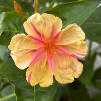 Orange Pink Mirabilis Flower seeds for Planting - Vibrant Colors, Heirloom & GMO Free Seeds for Home Garden