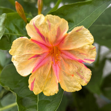 Orange Pink Mirabilis Flower seeds for Planting - Vibrant Colors, Heirloom & GMO Free Seeds for Home Garden
