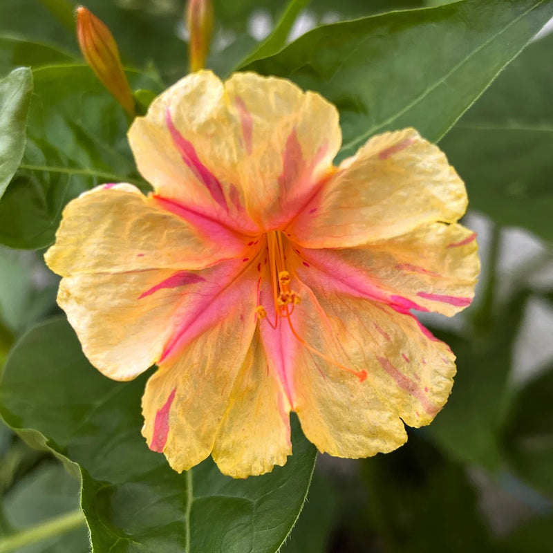 Orange Pink Mirabilis Flower seeds for Planting - Vibrant Colors, Heirloom & GMO Free Seeds for Home Garden