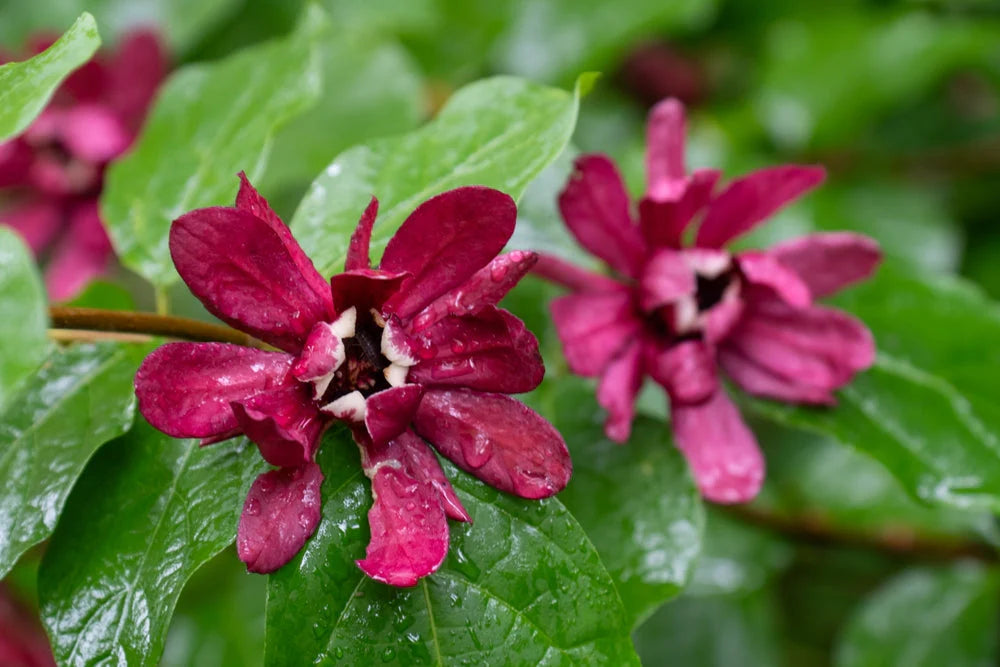 Red Calycanthus Flower seeds for Planting - Fragrant Blossoms, Heirloom & GMO Free Seeds for Home Garden