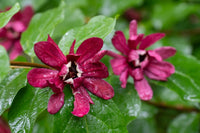 Red Calycanthus Flower seeds for Planting - Fragrant Blossoms, Heirloom & GMO Free Seeds for Home Garden
