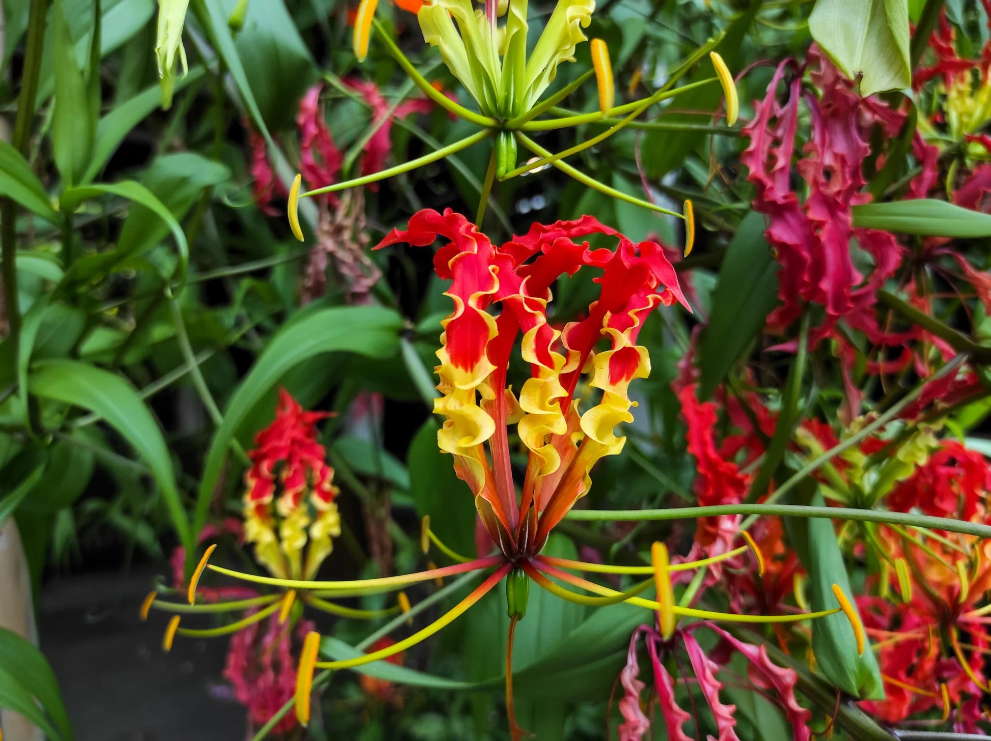 Yellow Red Gloriosa Superba Flower Planting Seeds