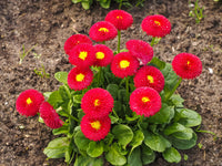 Red Yellow Bellis Flower seeds for Planting Colorful Display Heirloom & GMO Free Seeds for Home Garden
 
 Sale