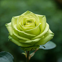 Green Rose Flower seeds for Planting - Long Bloom Season, Heirloom & GMO Free Seeds for Home Garden