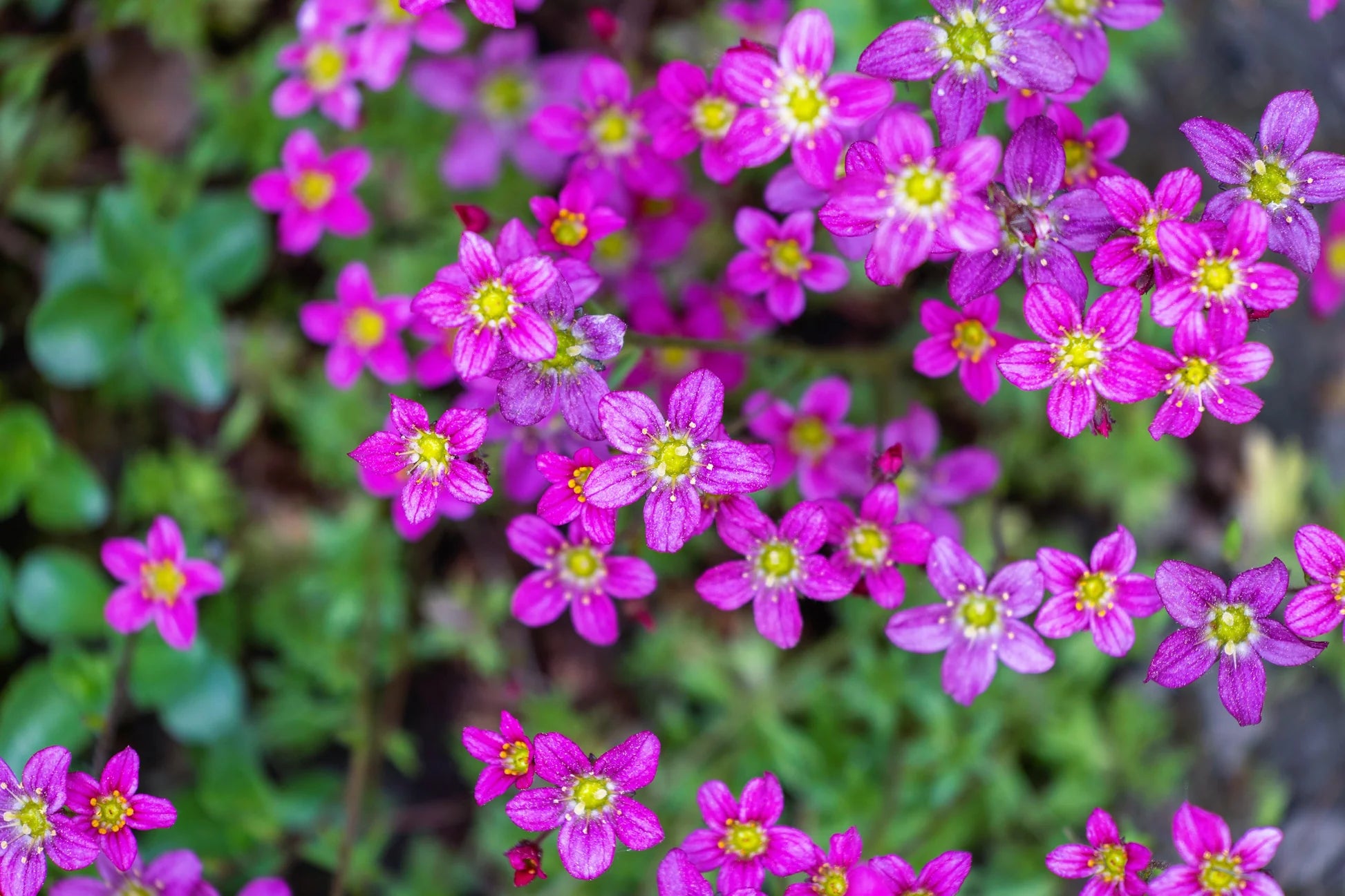 Purple Saxifraga Arendsii Flower seeds for Planting - Compact Growth, Heirloom & GMO Free Seeds for Home Garden