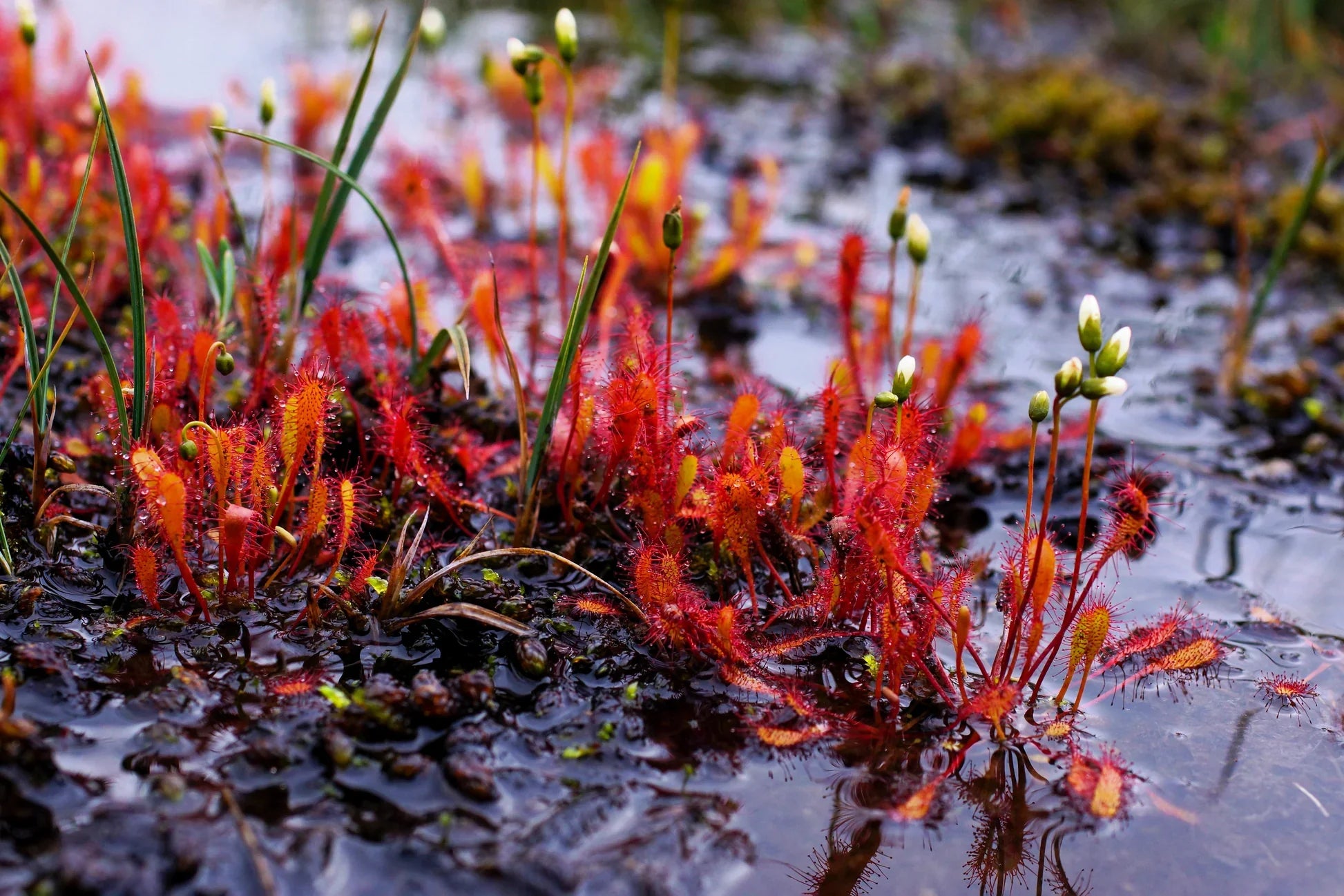 Red Sundew Flower seeds for Planting Shade Tolerant Heirloom & GMO Free Seeds for Home Garden