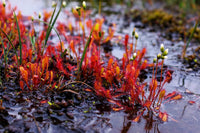 Red Sundew Flower seeds for Planting Shade Tolerant Heirloom & GMO Free Seeds for Home Garden