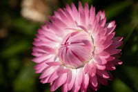 Helichrysum Bracteatum Flower seeds for Planting Pollinator Friendly Heirloom & GMO Free Seeds for Home Garden
