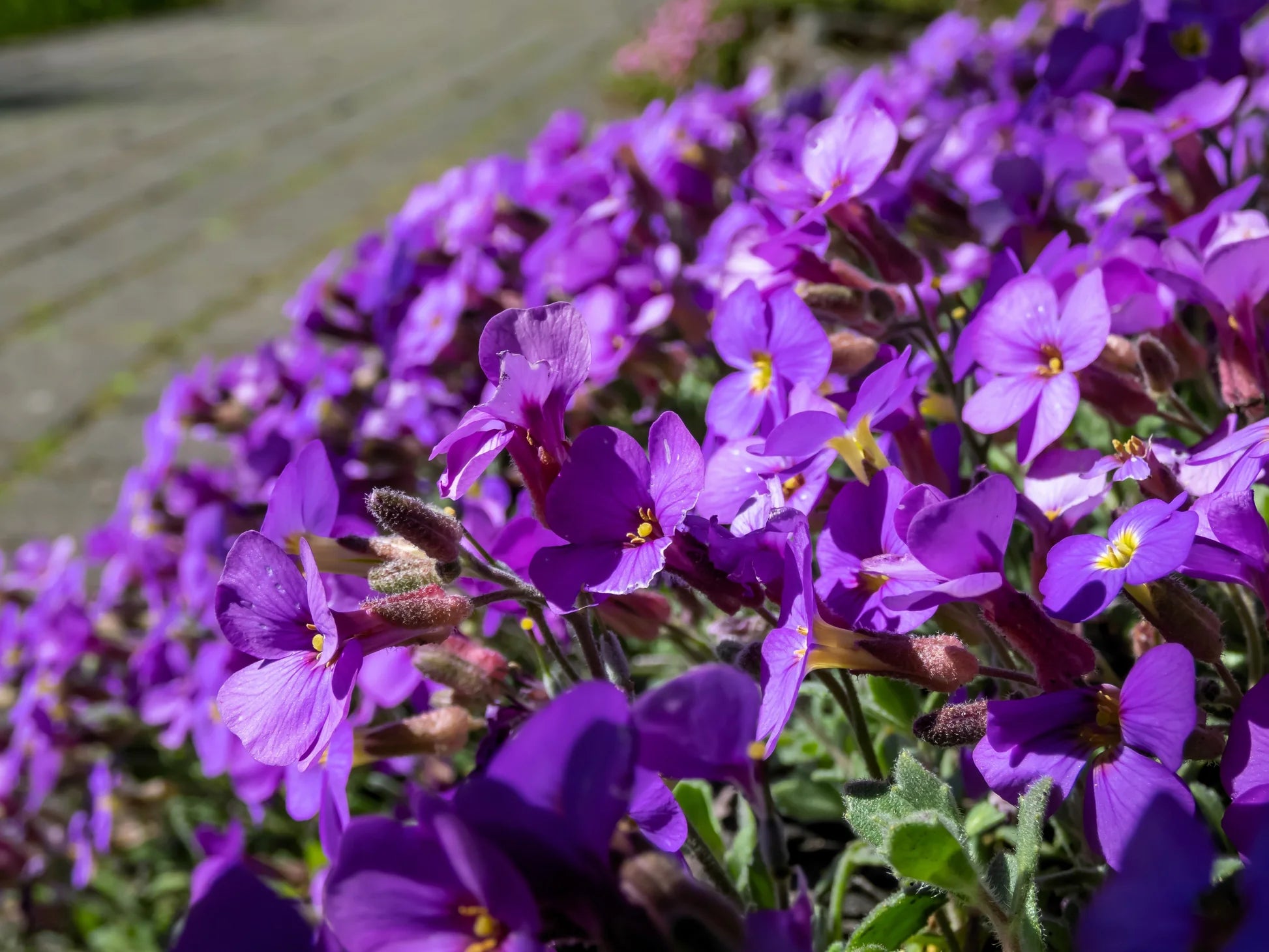Purple Rock Cress Flower seeds for Planting - Drought Tolerant, Heirloom & GMO Free Seeds for Home Garden