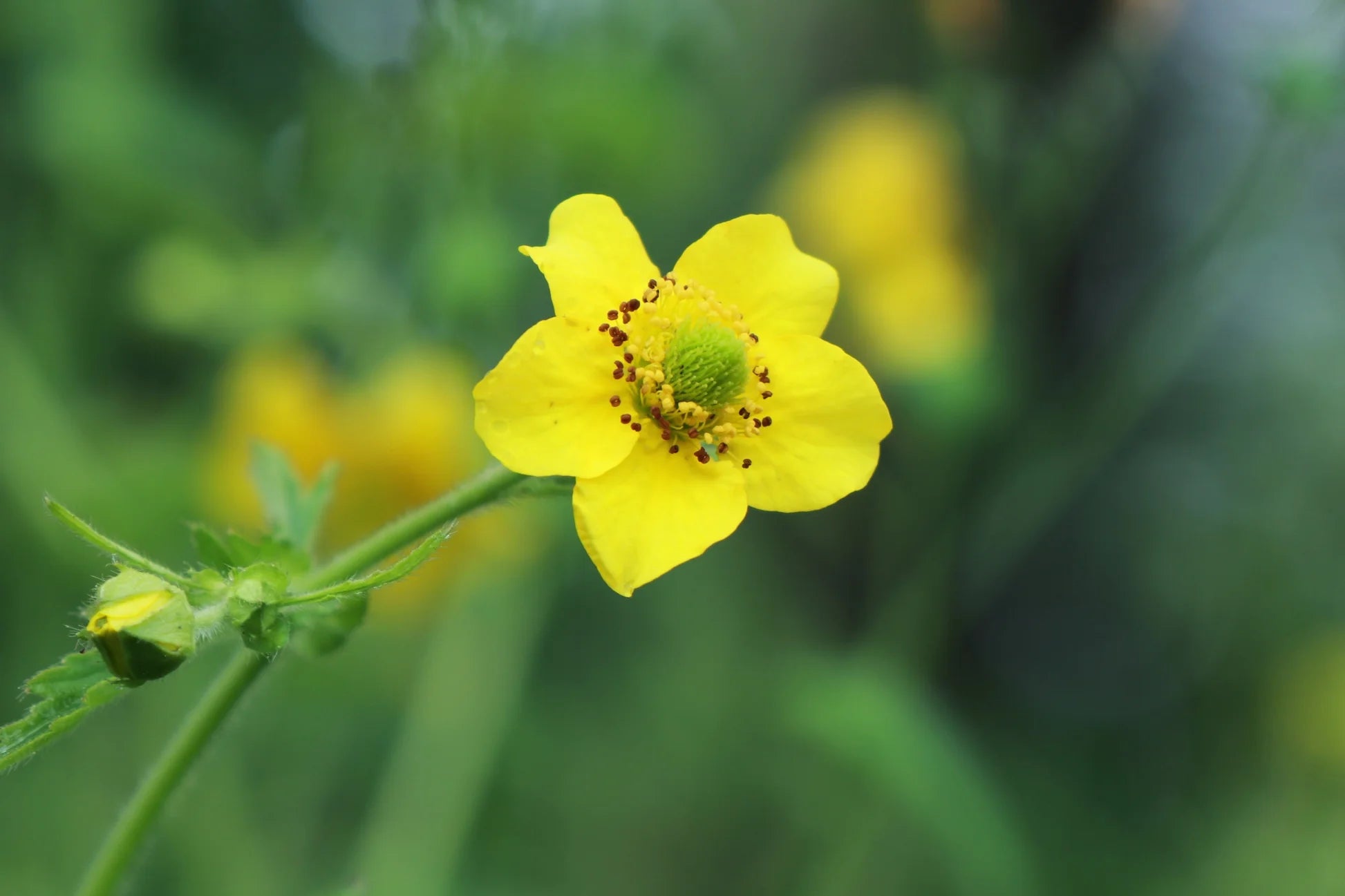Yellow Moist Wetland Flower seeds for Planting - Premium Quality, Heirloom & GMO Free Seeds for Home Garden