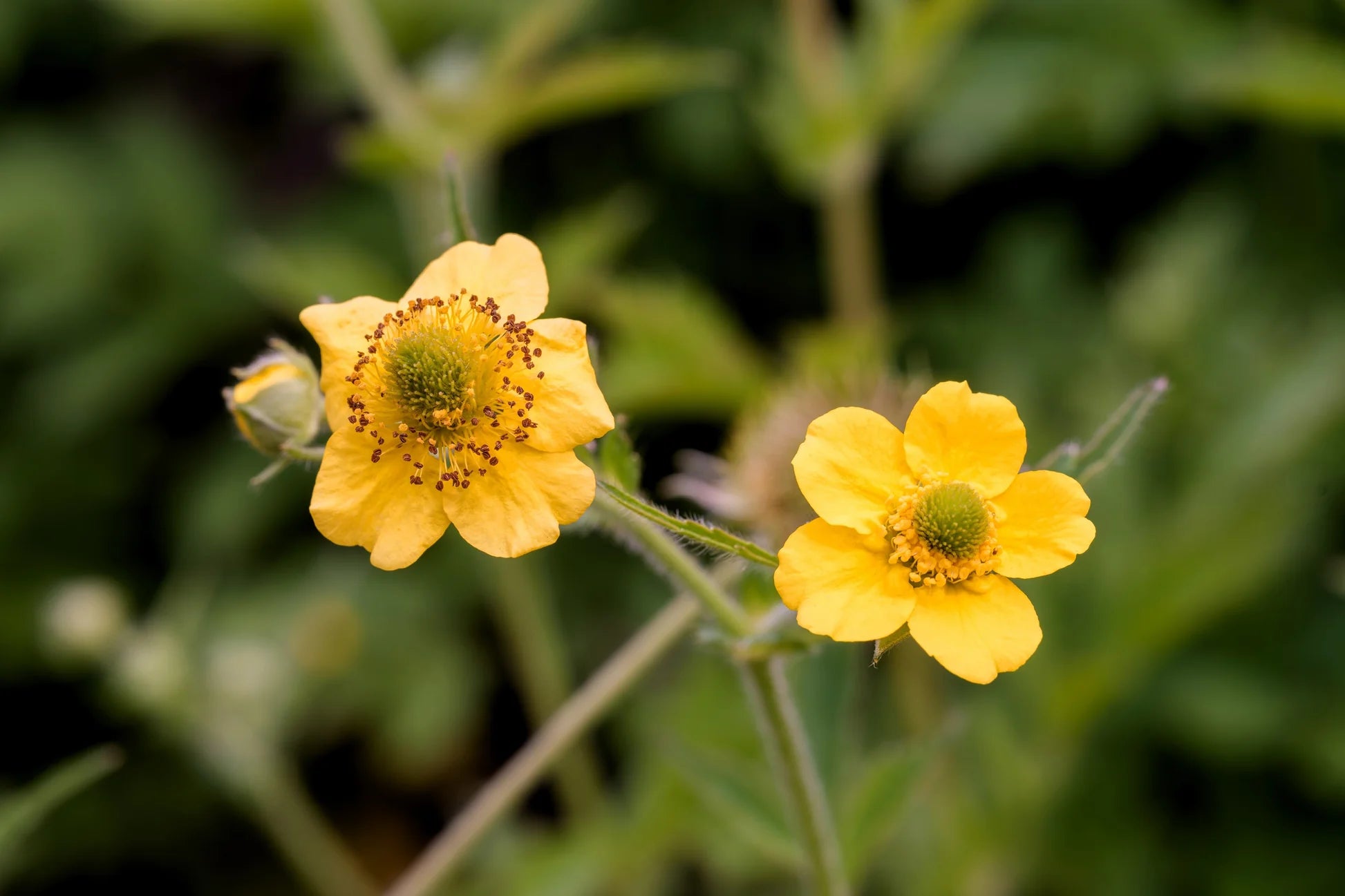 Yellow Moist Wetland Flower seeds for Planting - Premium Quality, Heirloom & GMO Free Seeds for Home Garden