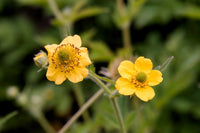 Yellow Moist Wetland Flower seeds for Planting - Premium Quality, Heirloom & GMO Free Seeds for Home Garden