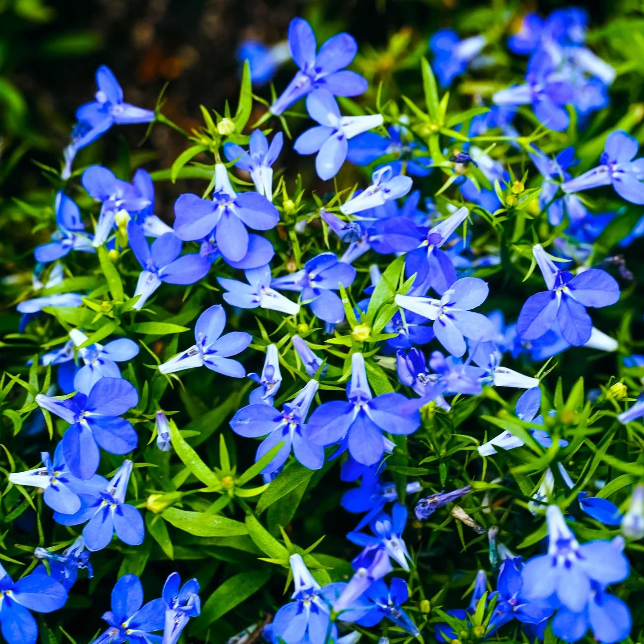 Blue Sapphire Flower seeds for Planting - Cut Flower Favorite, Heirloom & GMO Free Seeds for Home Garden