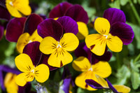 Dark Purple Yellow Pansy Flower Seeds for Planting Compact Growth Heirloom & GMO Free Seeds for Home Garden
 
 Sale