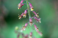 Tolmiea Flower seeds for Planting - Compact Growth, Heirloom & GMO Free Seeds for Home Garden