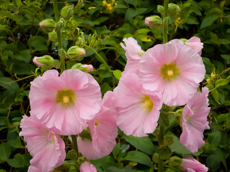 Light Pink Hollyhock Flower seeds for Planting - Fragrant Blossoms, Heirloom & GMO Free Seeds for Home Garden