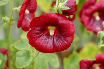 Dark Red Althaea Rosea Flower Seeds for Planting – Heirloom NonGMO Seeds for Your Garden Hardy Variety 
 
 Sale
